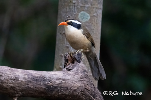 Korallenschnabelsäbler (Pomatorhinus phayrei)
