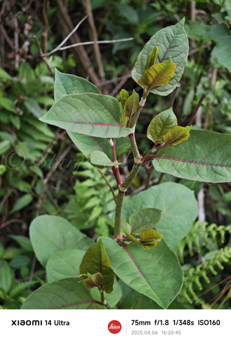 Japanese knotweed