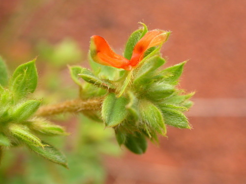 Indigofera bracteolata (Indigofera bracteolata)