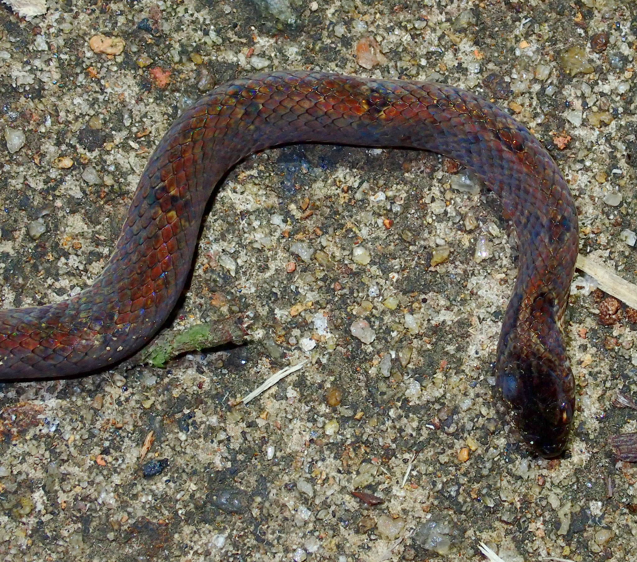 Reed-like Kukri Snake, Oligodon calamarius