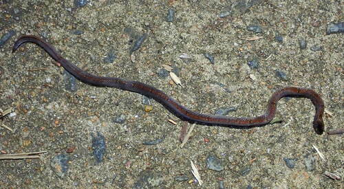 Templeton's Kukri Snake