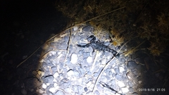 Androctonus crassicauda