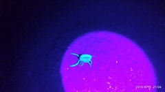 Androctonus crassicauda