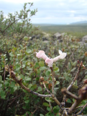 Rhododendron adamsii