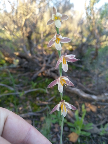 Image of Hesperantha radiata by (c) Jacques van der Merwe, some rights reserved (CC BY-SA)