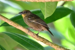 Seychelles Fody photo 2