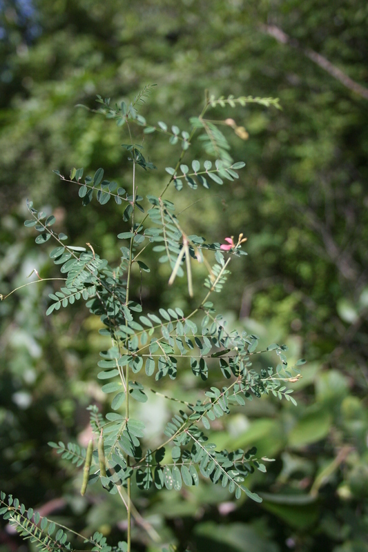 Indigofera dendroides (Indigofera dendroides)