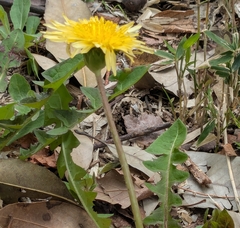 Taraxacum platycarpum, photograph mami_t_t, CC BY, iNaturalist via GBIF