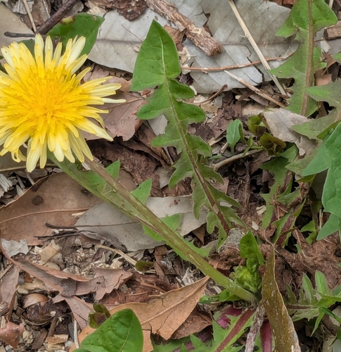 Taraxacum platycarpum, photograph 6