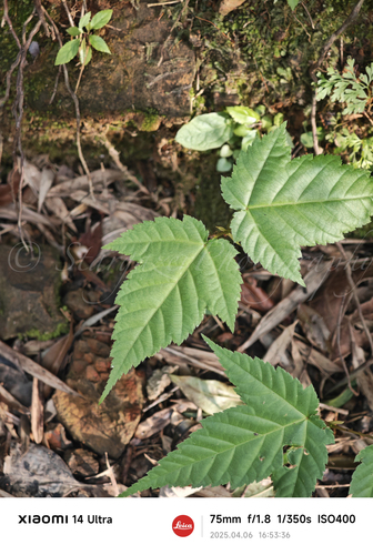 Père David's Maple