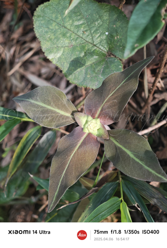 Lysimachia alfredi