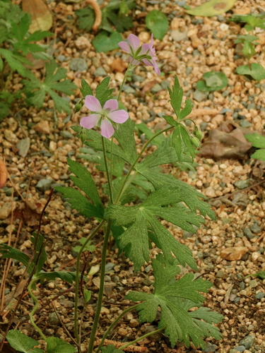 wild geranium