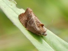 Evora hemidesma