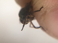 Chrysops univittatus