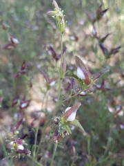 Cordylanthus nevinii