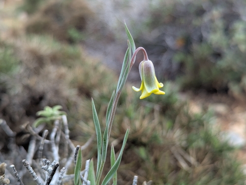 Image of Fritillaria rhodia by (c) Elias, some rights reserved (CC BY)