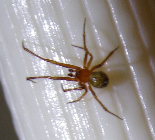 Red House Spider photo 4