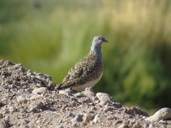 Thinocorus orbignyianus