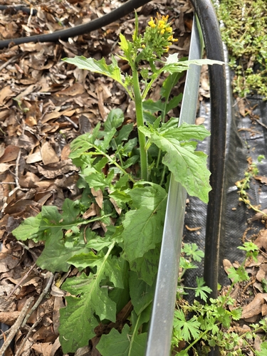 Image of Youngia thunbergiana by no rights reserved