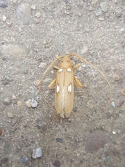 Eburia quadrigeminata