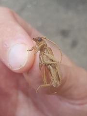 Eburia quadrigeminata