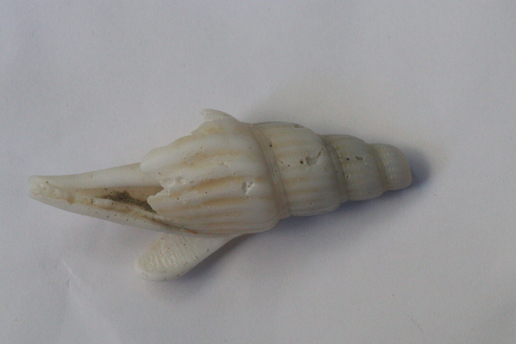 Doxander operosus