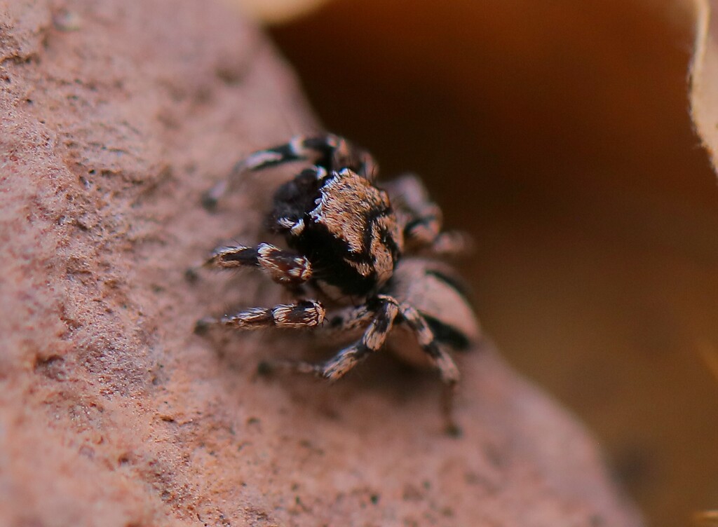 Habronattus sugillatus