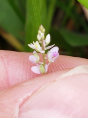 Polygala ambigua