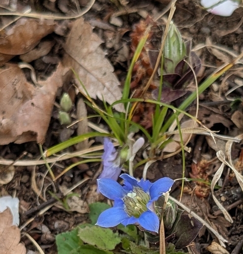 Image of Gentiana zollingeri by (c) mami_t_t, some rights reserved (CC BY)