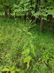 Verbena × engelmannii