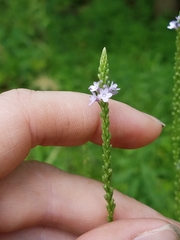 Verbena × engelmannii
