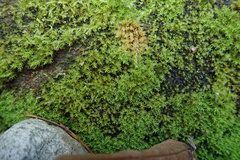 Dichodontium pellucidum