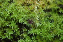 Dichodontium pellucidum