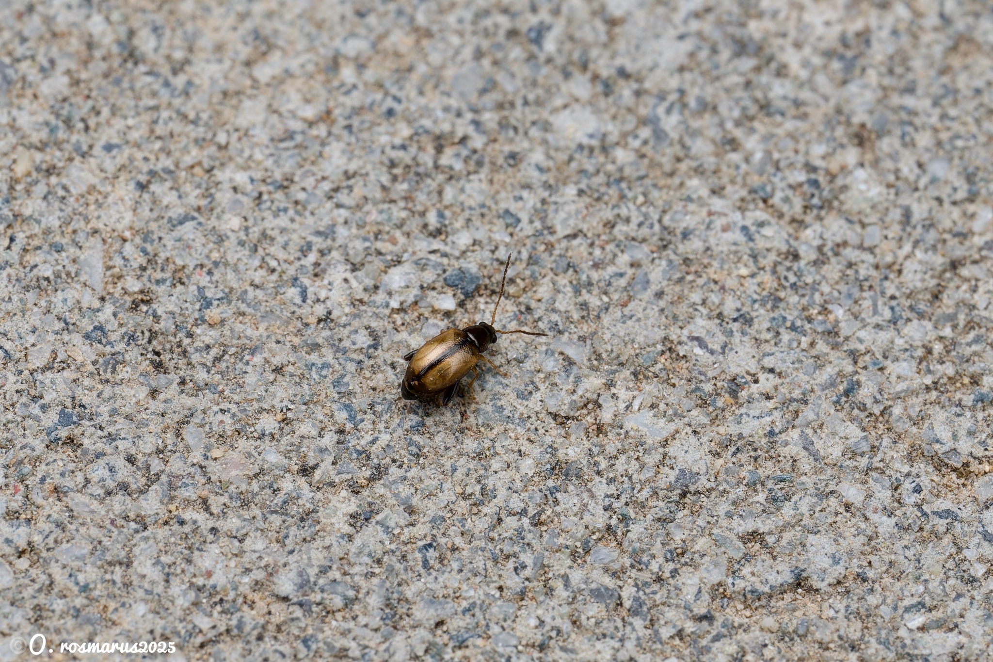 Longitarsus pratensis