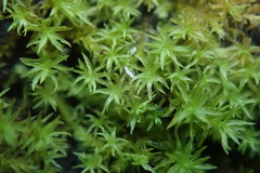 Dichodontium pellucidum