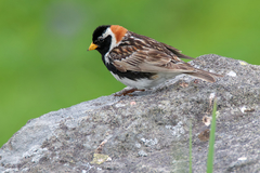 Calcarius lapponicus coloratus