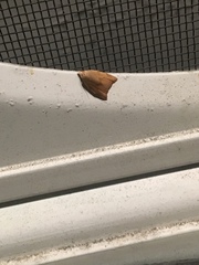 Coelostathma discopunctana