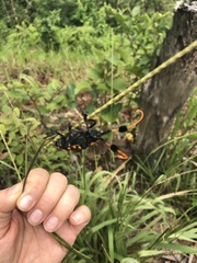 Aristobia approximator