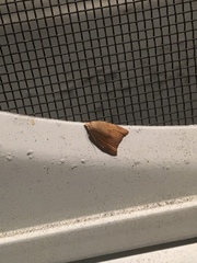 Coelostathma discopunctana