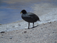 Fulica cornuta