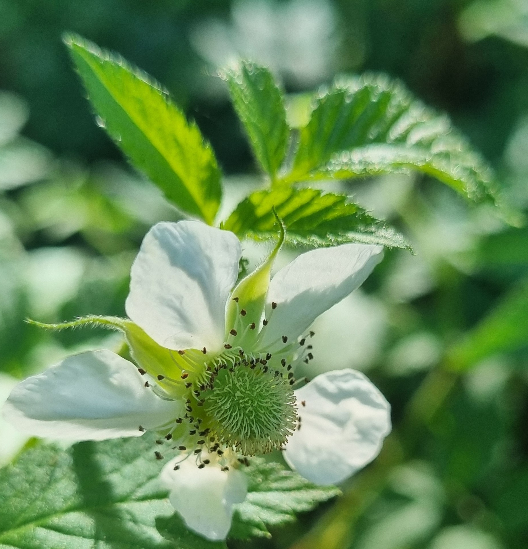 Rubus rosifolius