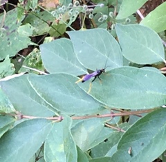 Exetastes suaveolens