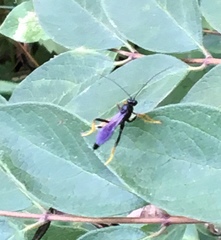 Exetastes suaveolens