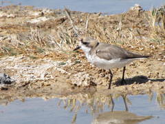 Charadrius alticola