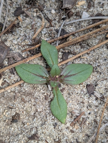 Desert Monkeyflower* foliage