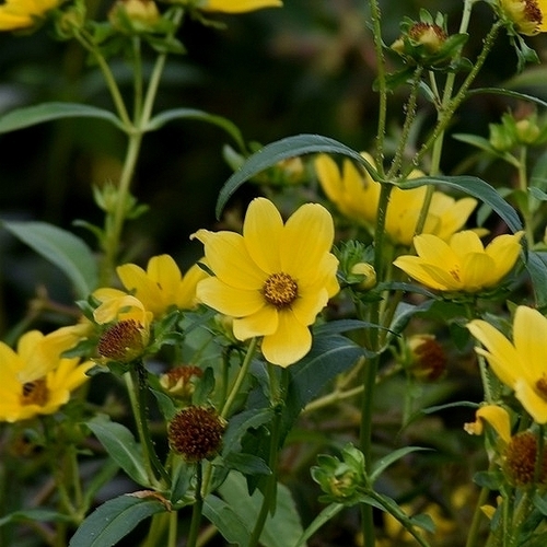 Image of Bidens laevis by (c) Thomaz Ricardo Favreto Sinani, some rights reserved (CC BY)