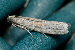 Cadra