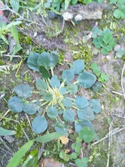 Pelargonium chelidonium
