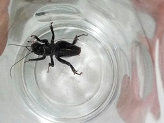 Stenopelmatus minor