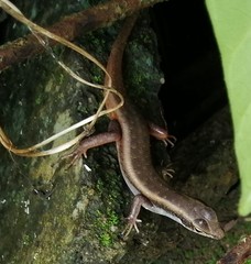 Sphenomorphus dussumieri